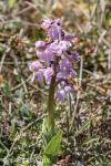 Anacamptis morio