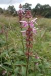 Stachys palustris