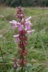 Stachys palustris