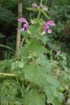 Lamium maculatum