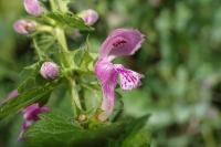 Lamium maculatum