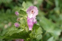 Lamium maculatum