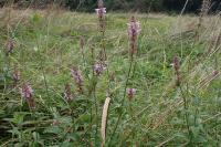 Stachys palustris