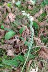 Spiranthes spiralis