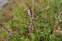 Mentha spicata