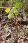 Oxalis stricta