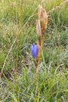 Gentiana pneumonanthe