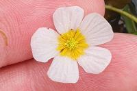 Ranunculus aquatilis