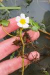 Ranunculus aquatilis