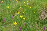 Tulipa sylvestris subsp. australis