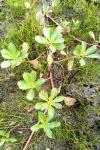 Ludwigia peploides