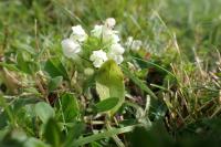 Prunella laciniata