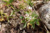 Trifolium strictum