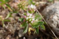 Trifolium strictum