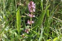 Thymus pulegioides