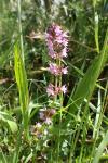 Thymus pulegioides