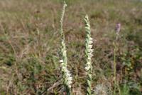 Spiranthes spiralis