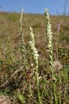 Spiranthes spiralis