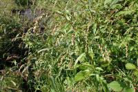 Persicaria lapathifolia