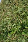 Persicaria lapathifolia