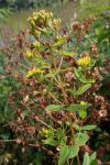 Hypericum tetrapterum