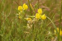 Lathyrus pratensis