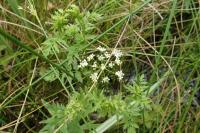 Berula erecta