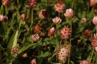 Trifolium fragiferum