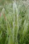 Polypogon monspeliensis