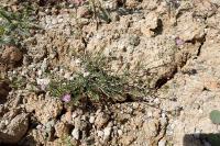 Spergularia rubra