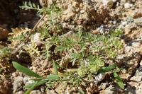Lepidium didymum