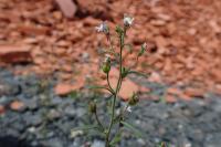 Chaenorhinum minus
