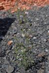 Chaenorhinum minus