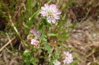 Trifolium resupinatum