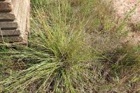 Deschampsia cespitosa