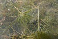 Stuckenia pectinata