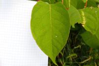 Reynoutria japonica