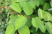 Reynoutria japonica