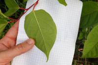 Reynoutria japonica
