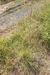 Deschampsia cespitosa