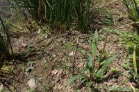 Alisma plantago-aquatica