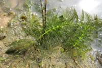 Ceratophyllum submersum