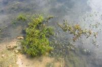 Ceratophyllum submersum