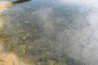 Ceratophyllum submersum
