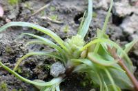 Cyperus michelianus