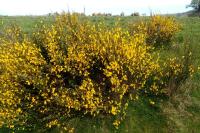 Cytisus scoparius