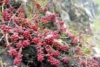 Sedum album