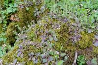 Draba muralis