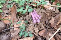 Corydalis solida