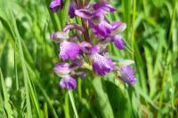 Anacamptis morio